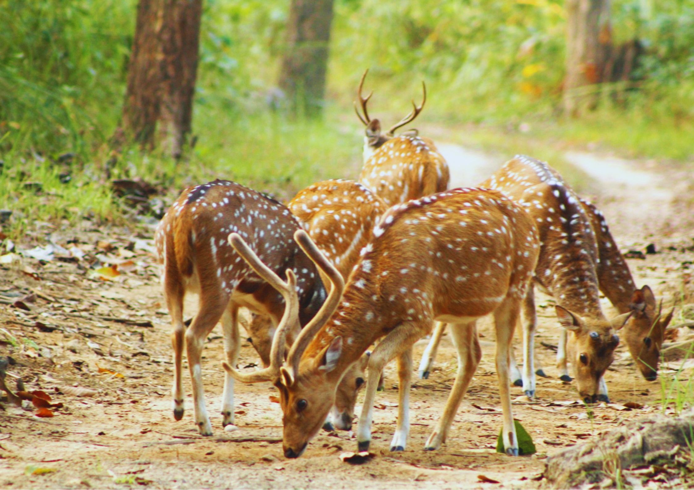 Spotted deer at Shuklaphanta National Park